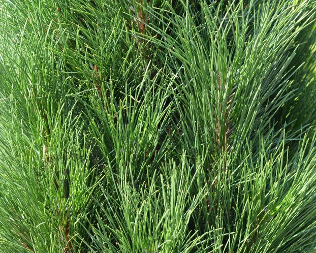 Pinus nigra 'Green Tower'