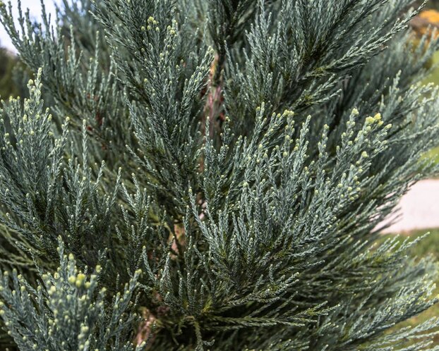 Sequoiadendron giganteum 'Glaucum' 225/250