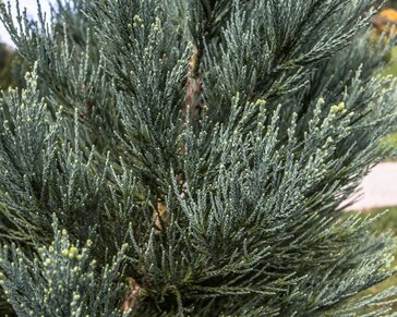 Sequoiadendron giganteum 'Glaucum' 150/175