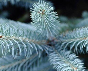 Picea pungens 'Koster' 80/100