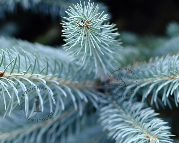 Picea pungens 'Koster' 80/100