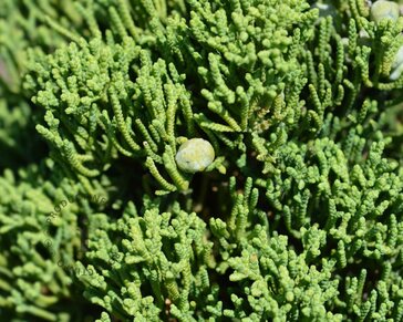 Juniperus chinensis 'Kaizuka'