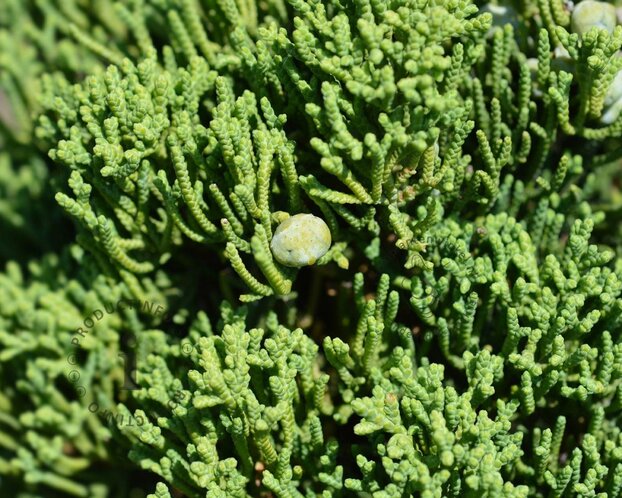 Juniperus chinensis 'Kaizuka'