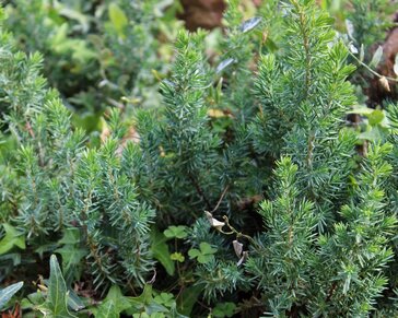 Juniperus conferta 'Blue Pacific'