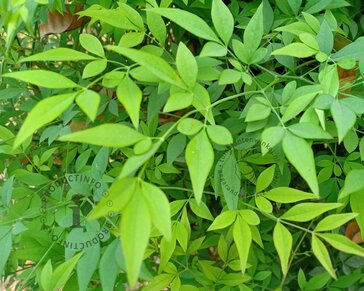 Nandina domestica 'Lemon Lime'