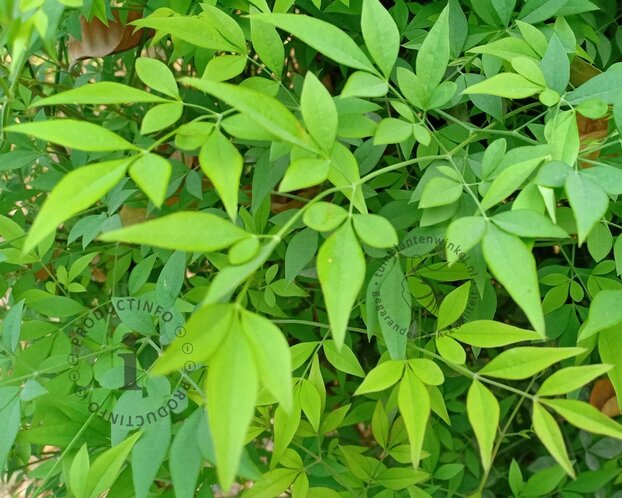 Nandina domestica 'Lemon Lime'