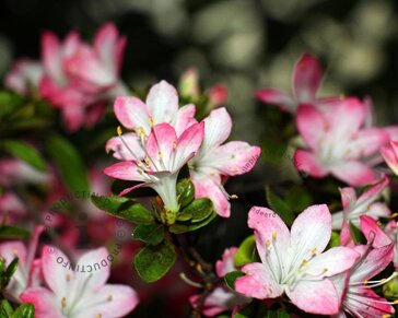 Rhododendron azalea 'Izumi-no-mai'