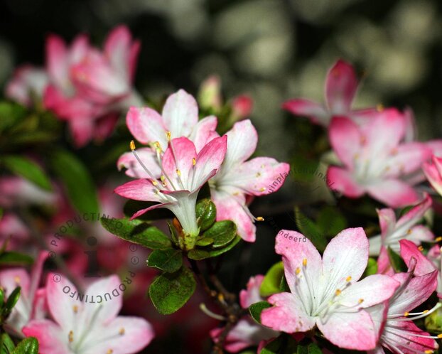 Rhododendron azalea 'Izumi-no-mai'