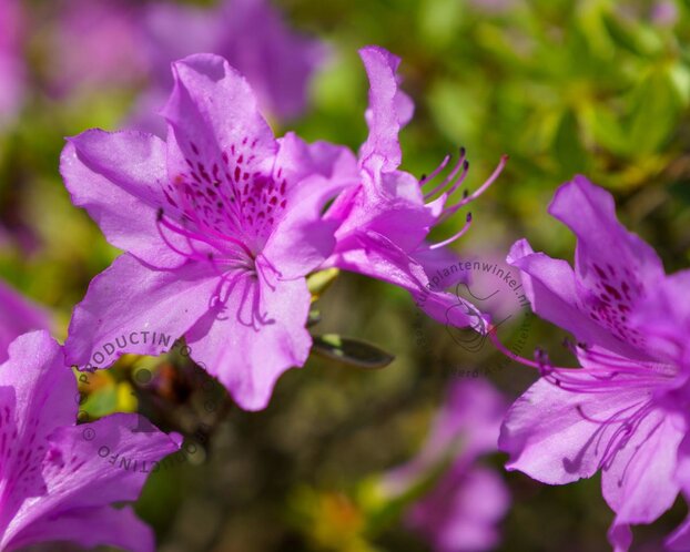 Rhododendron calostrotum keleticum