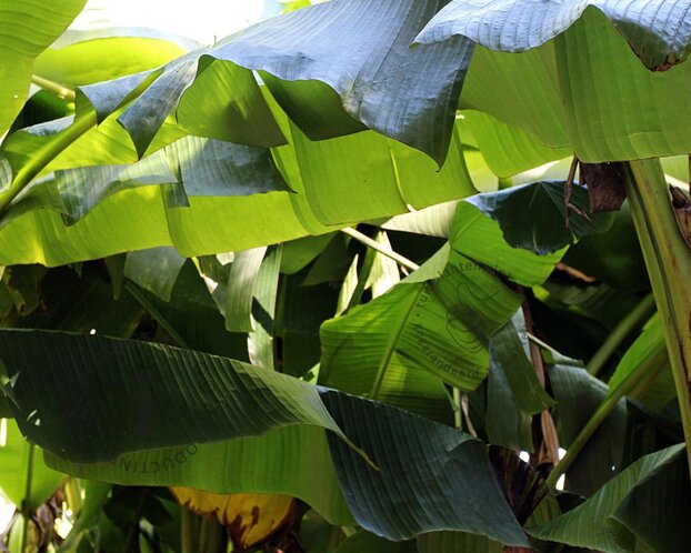 Musa basjoo 30/40