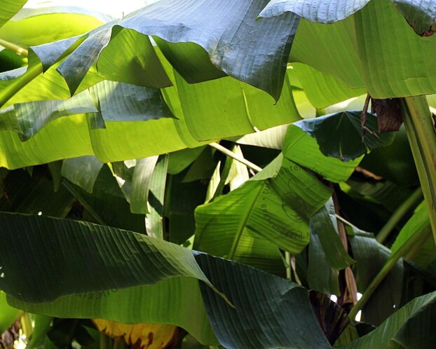 Musa basjoo 60/70