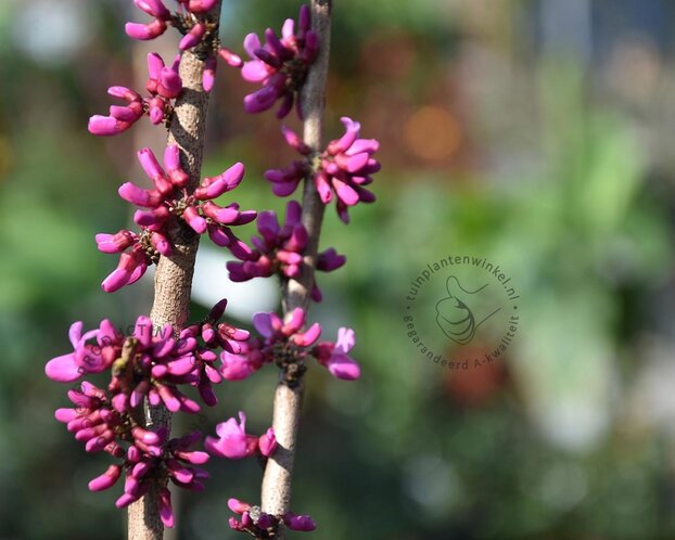 Cercis chinensis 'Avondale'
