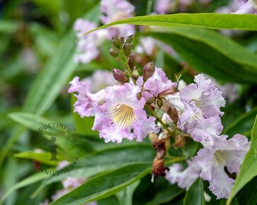 Chitalpa tashkentensis 'Pink Dawn'