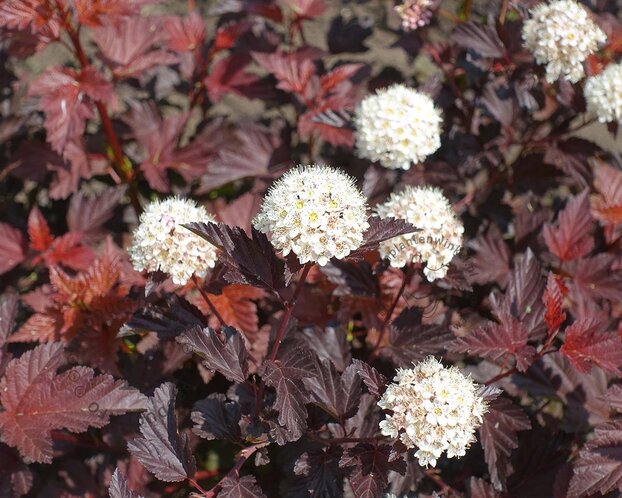 Physocarpus opulifolius 'Little Angel'