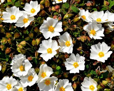 Cistus hybridus