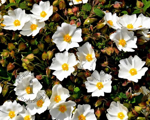 Cistus hybridus