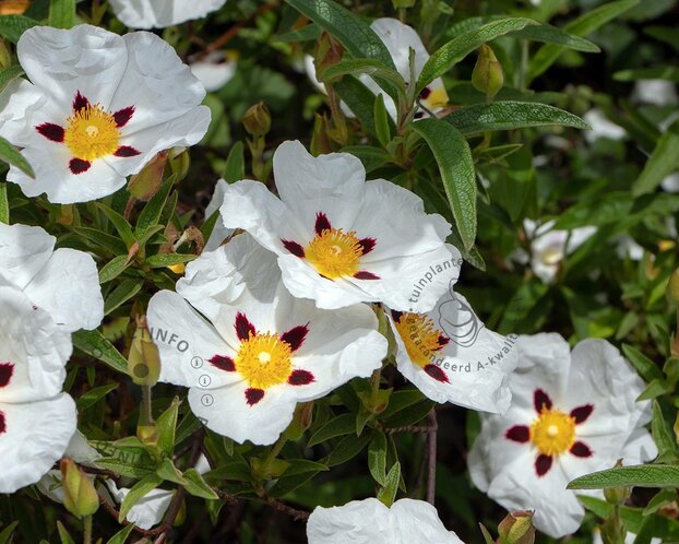 Cistus florentinus