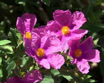 Cistus pulverulentus