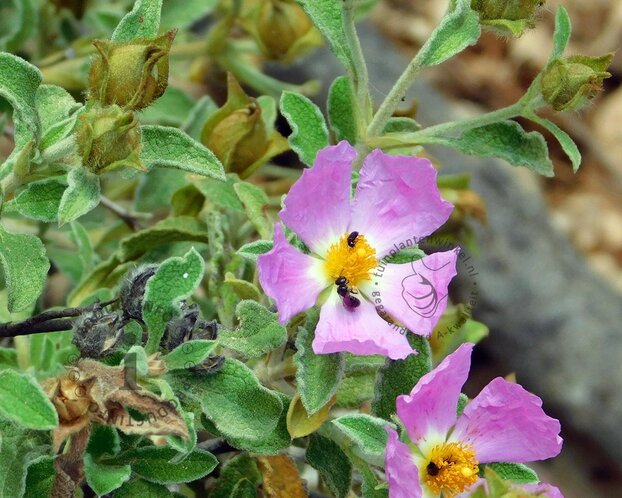 Cistus incanus creticus