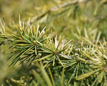 Cedrus deodara 'Aurea'