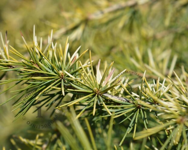 Cedrus deodara 'Aurea'