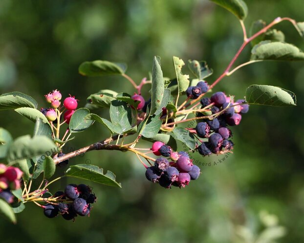 Amelanchier lamarckii - beveerd