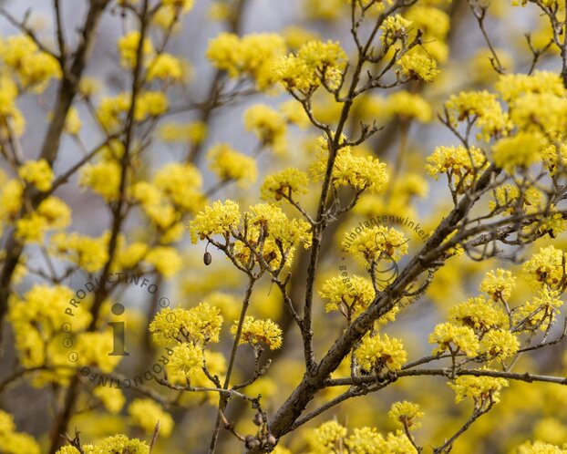 Cornus officinalis 'Robin's Pride' - beveerd