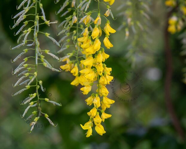 Laburnum alpinum 'Pendulum' - 180 cm stam