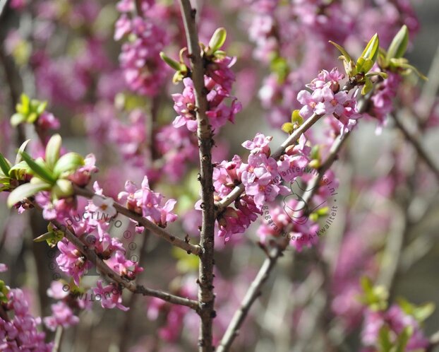 Daphne mezereum 'Rubra'