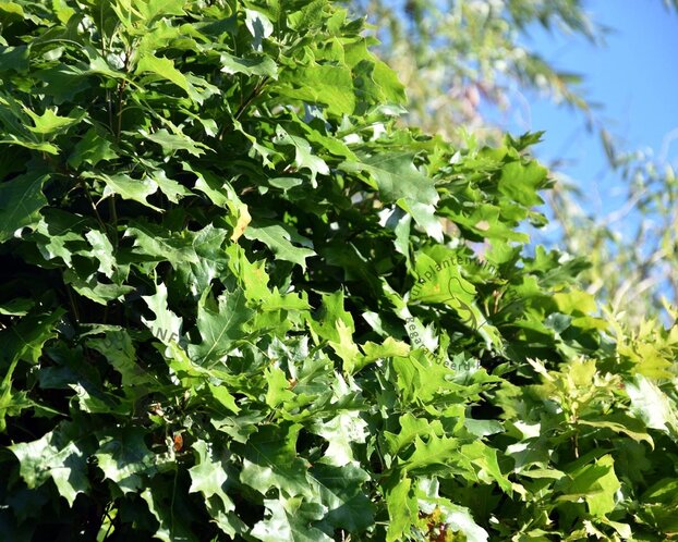 Quercus palustris 'Green Dwarf' - 180 cm stam