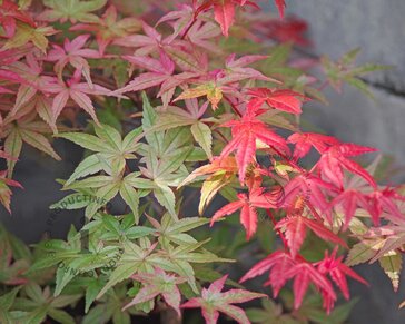 Acer palmatum 'Beni Maiko'