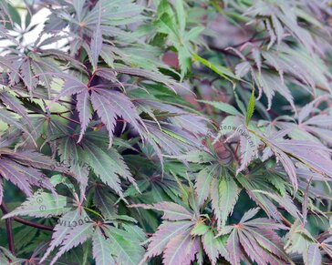 Acer palmatum 'Black Lace'