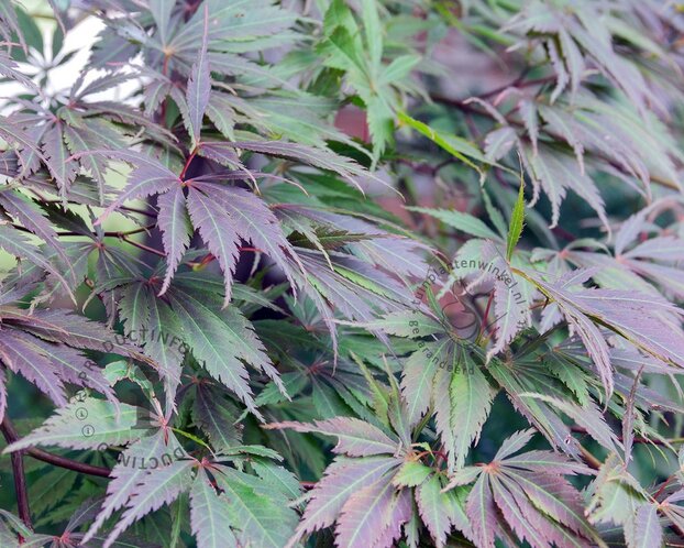 Acer palmatum 'Black Lace'