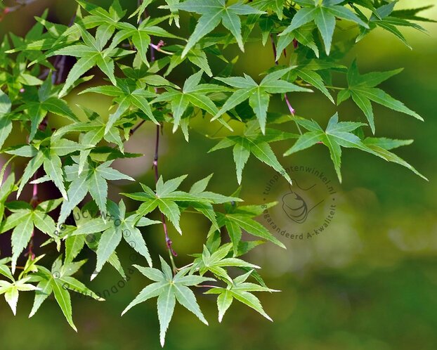 Acer palmatum 'Tsukasa Silhouette'