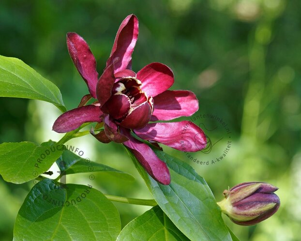 Calycanthus 'Hartlage Wine'