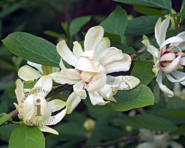 Calycanthus 'Venus'