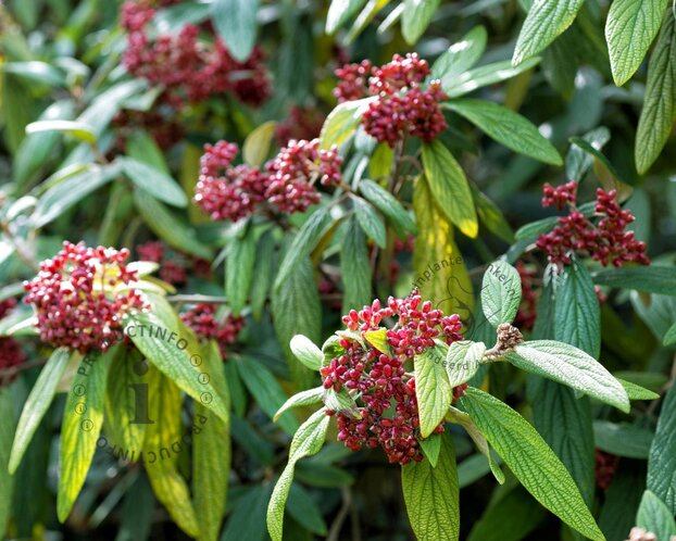 Viburnum rhytidophyllum