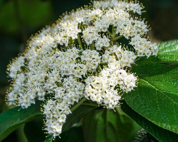 Viburnum rhytidophyllum