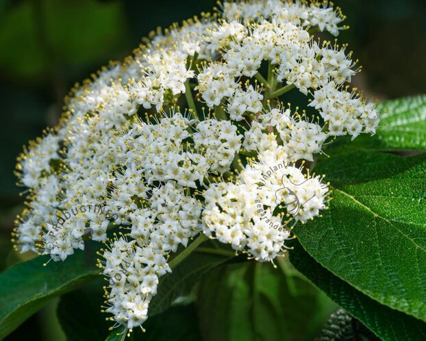 Viburnum rhytidophyllum