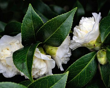Camellia japonica 'Cream Puff'
