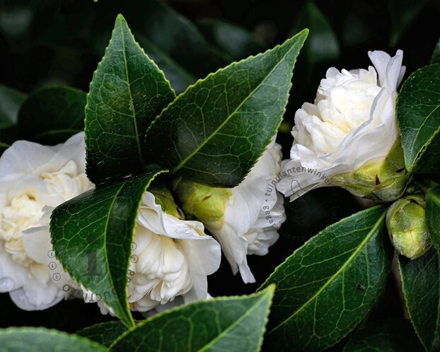 Camellia japonica 'Cream Puff'