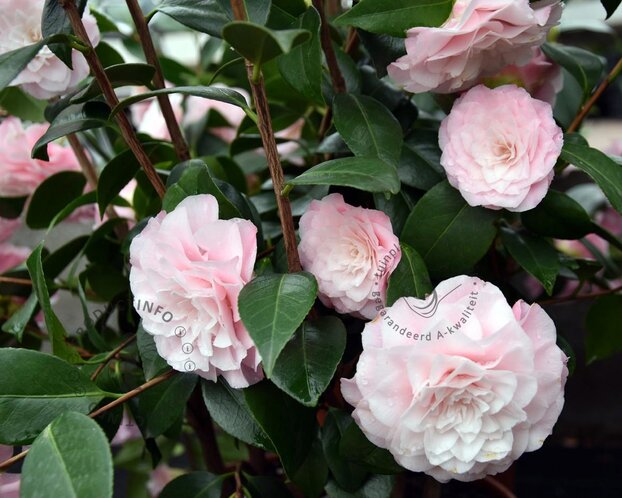 Camellia japonica 'Nuccio's Pearl'