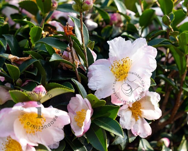 Camellia sasanqua 'Maiden's Blush'