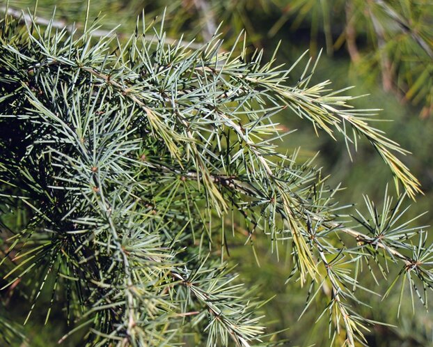 Cedrus deodara 60/80