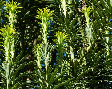 Cephalotaxus harringtonia 'Fastigiata'