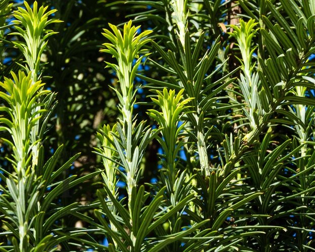 Cephalotaxus harringtonia 'Fastigiata'