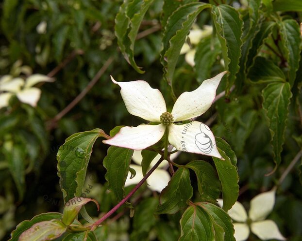 Cornus kousa 'Weisse Fontaine'