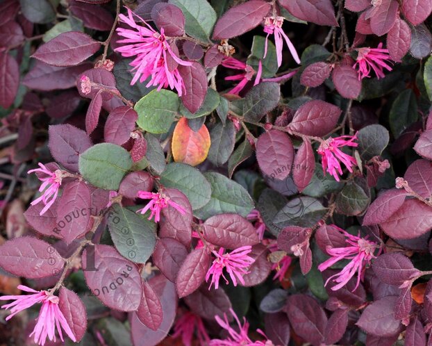 Loropetalum chinense 'Ruby Runner'