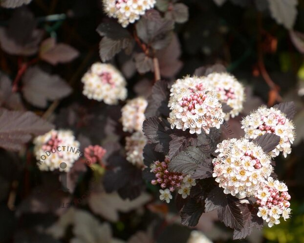 Physocarpus opulifolius 'Tiny Wine'