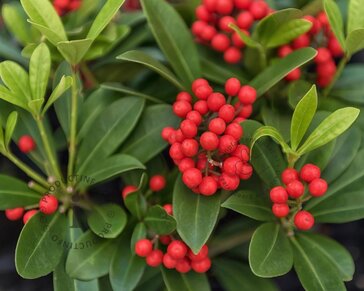Skimmia japonica 'Obsession'